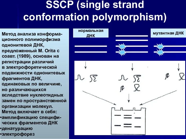 SSCP (single strand conformation polymorphism) нормальная ДНК мутантная ДНК Метод