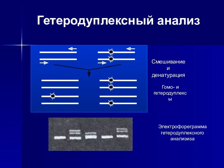 Гетеродуплексный анализ