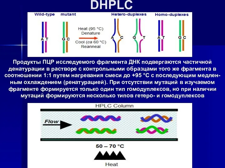 DHPLC Продукты ПЦР исследуемого фрагмента ДНК подвергаются частичной денатурации в