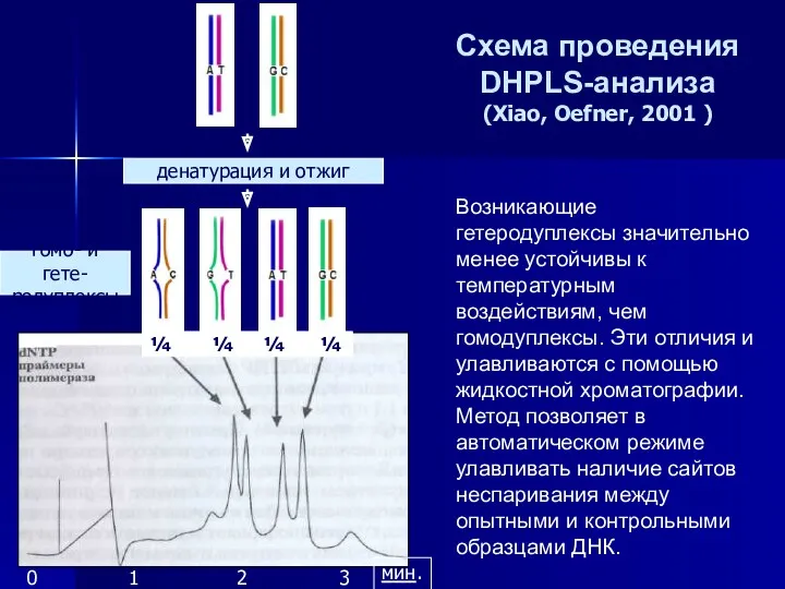 ¼ ¼ ¼ ¼ денатурация и отжиг гомо- и гете-