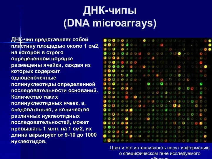 ДНК-чипы (DNA microarrays) Цвет и его интенсивность несут информацию о