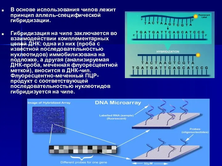 В основе использования чипов лежит принцип аллель-специфической гибридизации. Гибридизация на