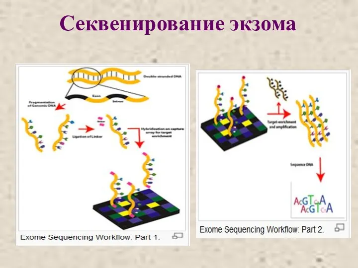 Секвенирование экзома