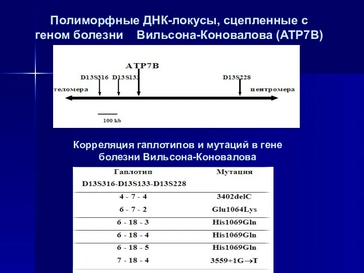 Полиморфные ДНК-локусы, сцепленные с геном болезни Вильсона-Коновалова (ATP7B) Корреляция гаплотипов и мутаций в гене болезни Вильсона-Коновалова