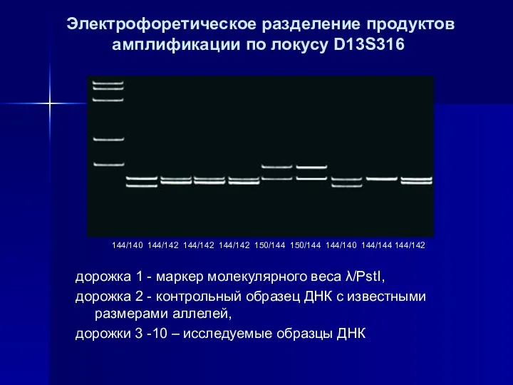 дорожка 1 - маркер молекулярного веса λ/PstI, дорожка 2 -