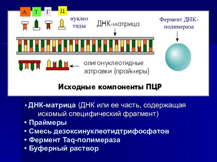 ДНК-матрица (ДНК или ее часть, содержащая искомый специфический фрагмент) Праймеры Смесь дезоксинуклеотидтрифосфатов Фермент Taq-полимераза Буферный раствор