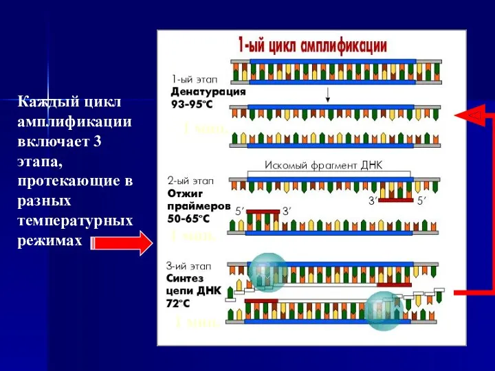 Каждый цикл амплификации включает 3 этапа, протекающие в разных температурных режимах