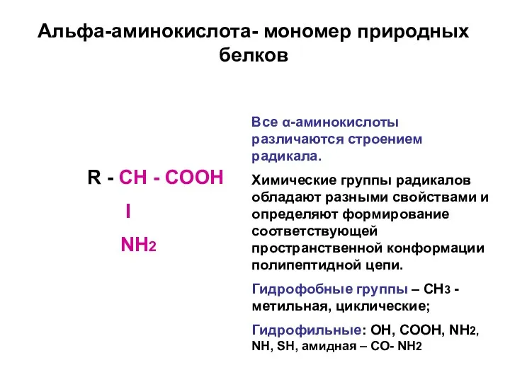Альфа-аминокислота- мономер природных белков R - CН - СООН I NН2 Все α-аминокислоты
