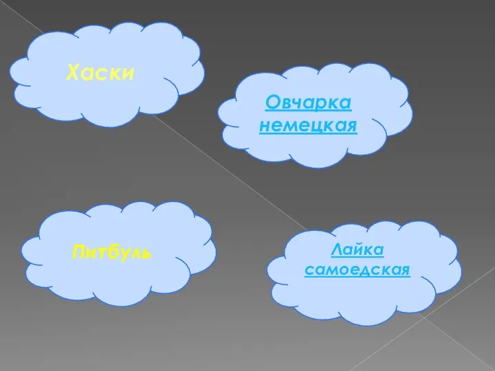 Хаски Овчарка немецкая Питбуль Лайка самоедская