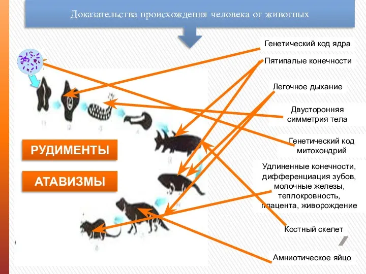 Генетический код ядра Генетический код митохондрий Двусторонняя симметрия тела Костный