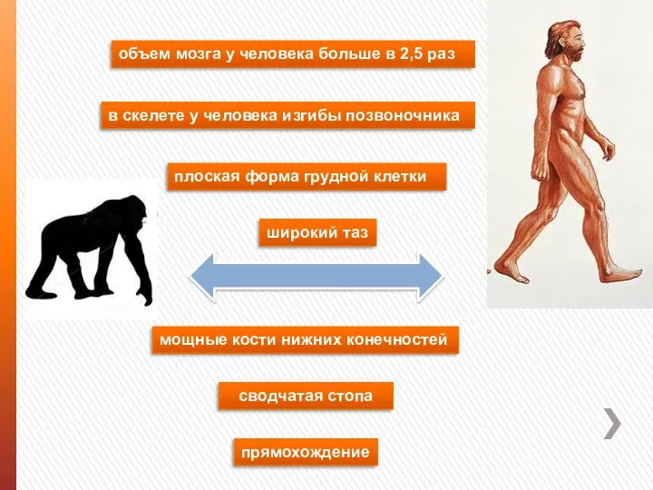 в скелете у человека изгибы позвоночника плоская форма грудной клетки