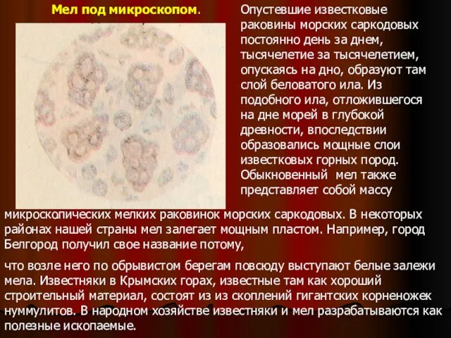 . Опустевшие известковые раковины морских саркодовых постоянно день за днем,