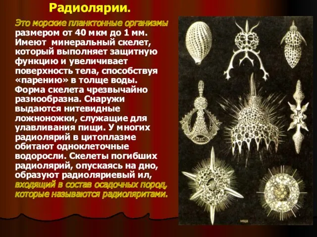 Радиолярии. Это морские планктонные организмы размером от 40 мкм до