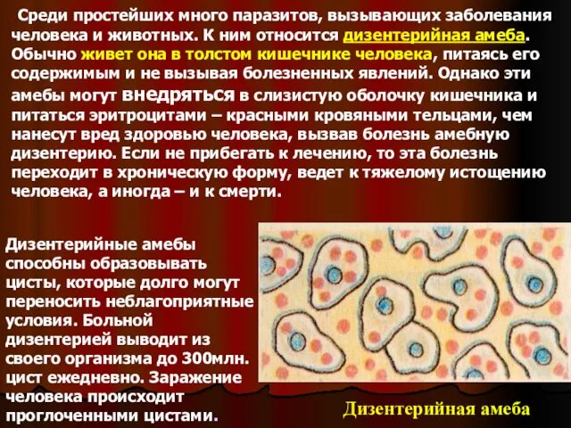 Среди простейших много паразитов, вызывающих заболевания человека и животных. К