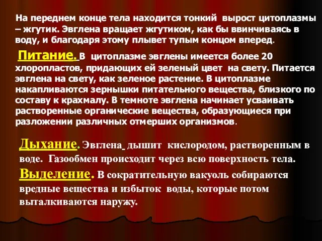 На переднем конце тела находится тонкий вырост цитоплазмы – жгутик.