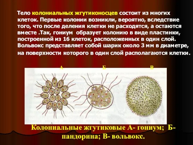 Тело колониальных жгутиконосцев состоит из многих клеток. Первые колонии возникли,