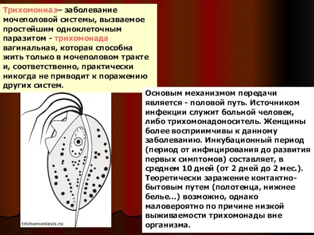 Трихомониаз– заболевание мочеполовой системы, вызваемое простейшим одноклеточным паразитом - трихомонада