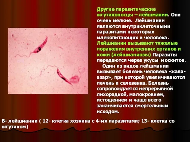 В- лейшмании ( 12- клетка хозяина с 4-мя паразитами; 13-