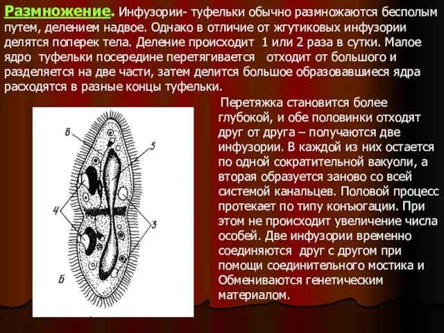 Перетяжка становится более глубокой, и обе половинки отходят друг от