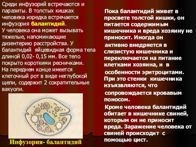 Пока балантидий живет в просвете толстой кишки, он питается содержимым