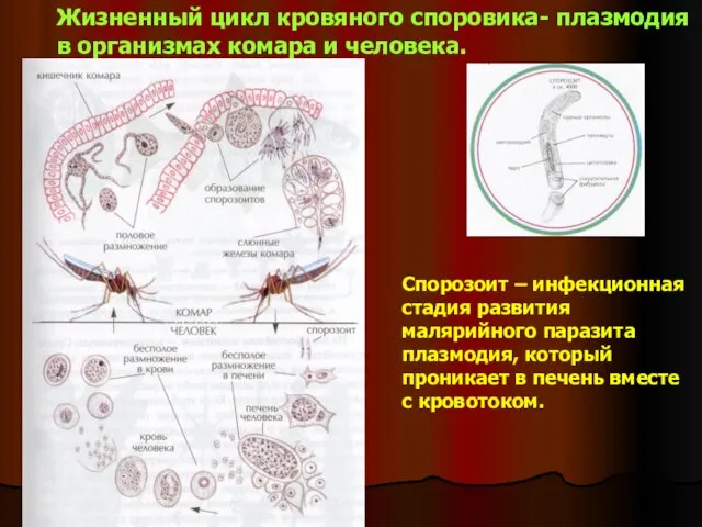 Жизненный цикл кровяного споровика- плазмодия в организмах комара и человека.