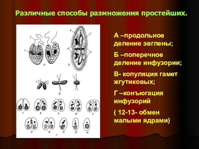 Различные способы размножения простейших. А –продольное деление эвглены; Б –поперечное