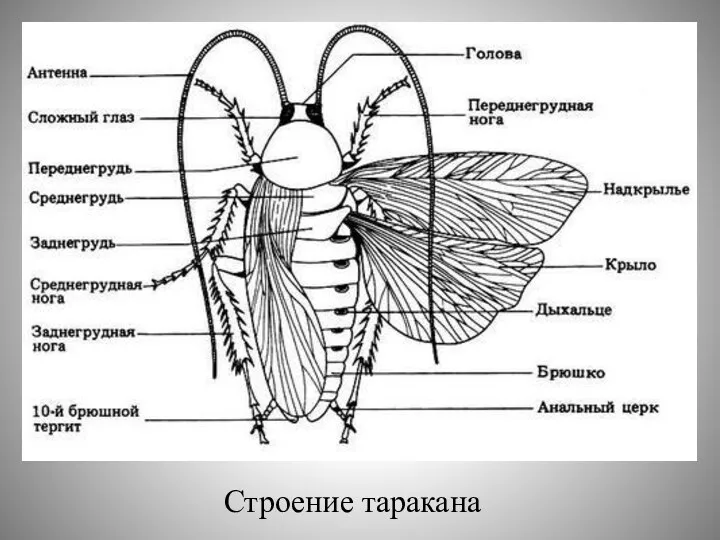 Строение таракана