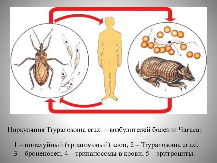 1 – поцелуйный (триатомовый) клоп, 2 – Trypanosoma cruzi, 3