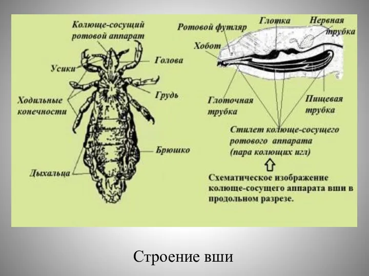 Строение вши