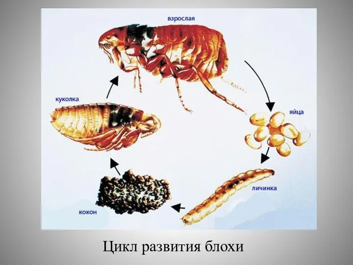 Цикл развития блохи