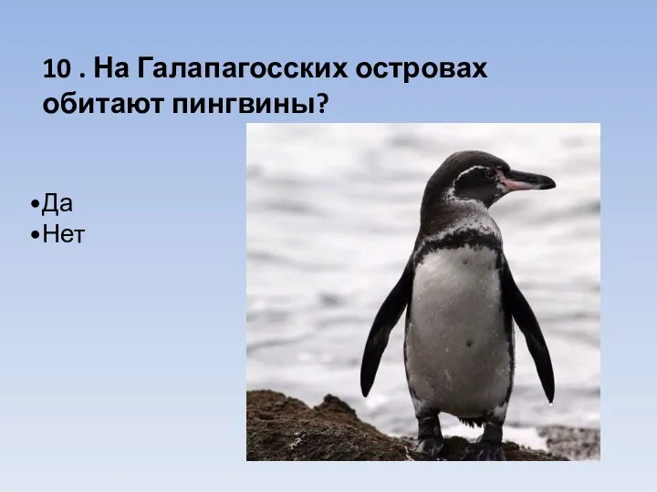 10 . На Галапагосских островах обитают пингвины? Да Нет