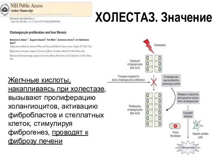 Желчные кислоты, накапливаясь при холестазе, вызывают пролиферацию холангиоцитов, активацию фибробластов