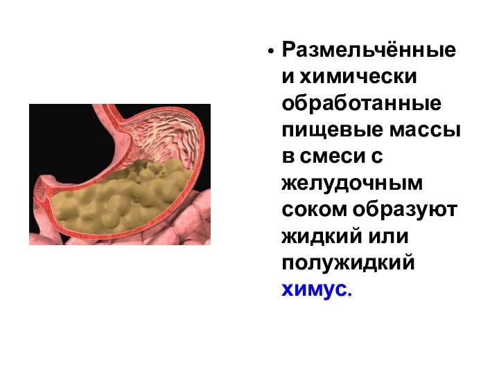 Размельчённые и химически обработанные пищевые массы в смеси с желудочным соком образуют жидкий или полужидкий химус.