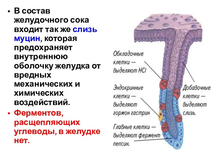 В состав желудочного сока входит так же слизь муцин, которая