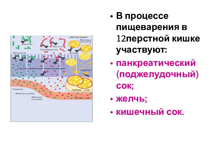 В процессе пищеварения в 12перстной кишке участвуют: панкреатический (поджелудочный) сок; желчь; кишечный сок.