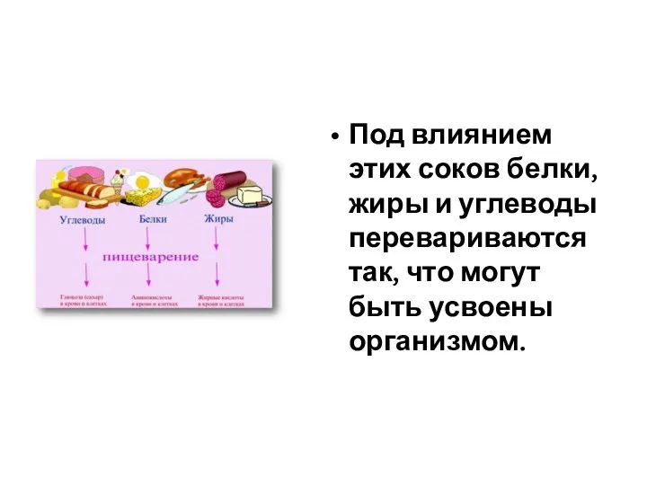 Под влиянием этих соков белки, жиры и углеводы перевариваются так, что могут быть усвоены организмом.