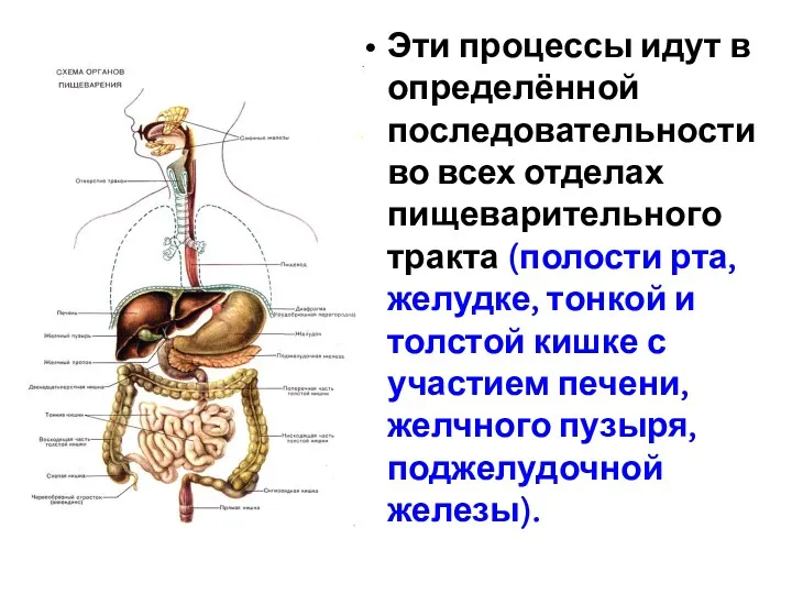 Эти процессы идут в определённой последовательности во всех отделах пищеварительного