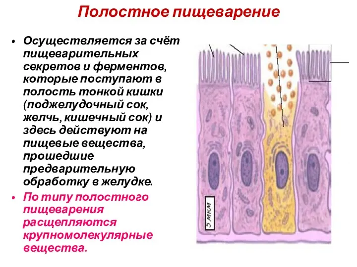 Полостное пищеварение Осуществляется за счёт пищеварительных секретов и ферментов, которые