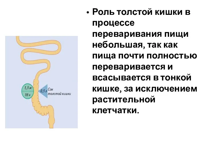 Роль толстой кишки в процессе переваривания пищи небольшая, так как