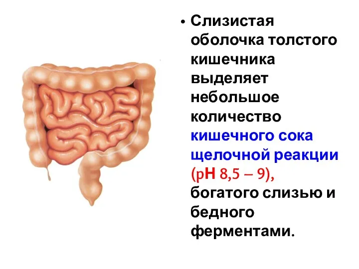 Слизистая оболочка толстого кишечника выделяет небольшое количество кишечного сока щелочной