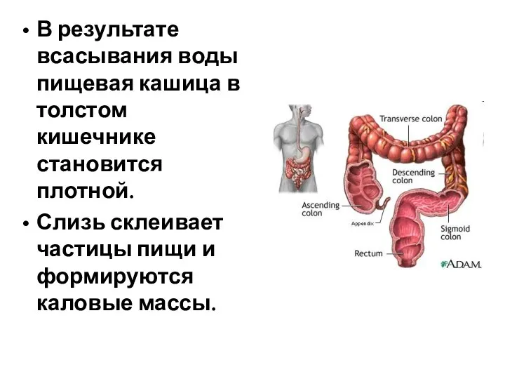 В результате всасывания воды пищевая кашица в толстом кишечнике становится