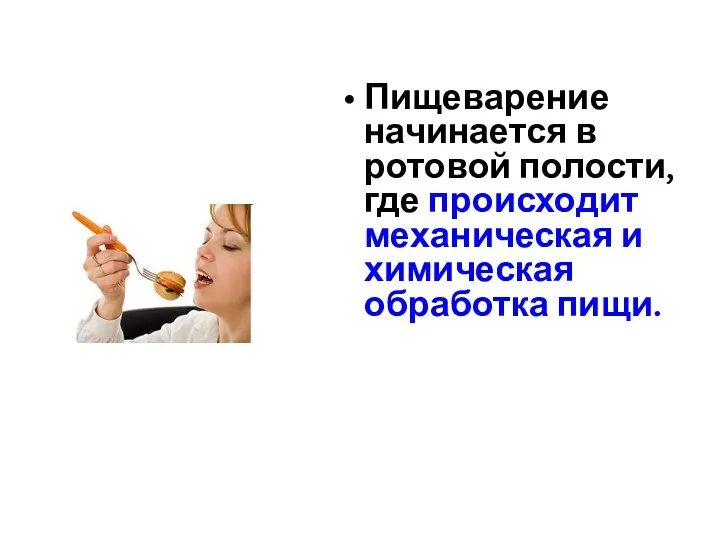 Пищеварение начинается в ротовой полости, где происходит механическая и химическая обработка пищи.