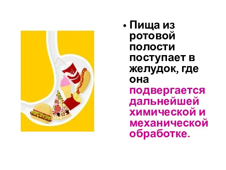 Пища из ротовой полости поступает в желудок, где она подвергается дальнейшей химической и механической обработке.