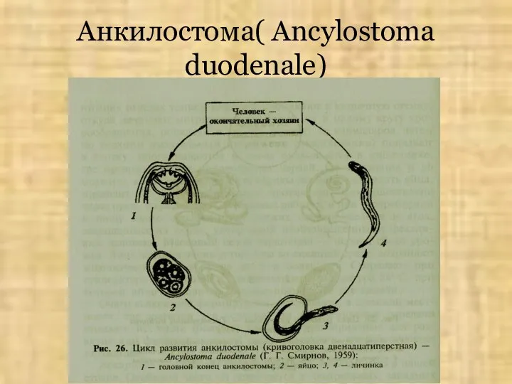 Анкилостома( Ancylostoma duodenale)