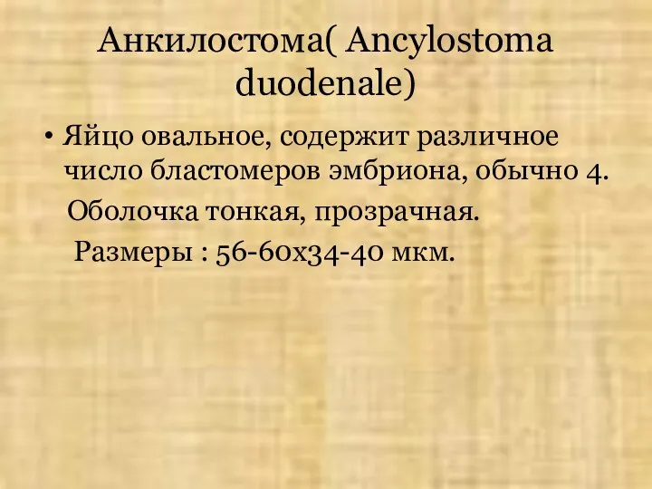 Анкилостома( Ancylostoma duodenale) Яйцо овальное, содержит различное число бластомеров эмбриона,