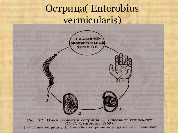 Острица( Enterobius vermicularis)