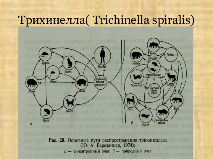 Трихинелла( Trichinella spiralis)