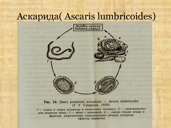 Аскарида( Ascaris lumbricoides)