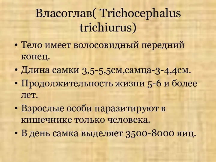 Власоглав( Trichocephalus trichiurus) Тело имеет волосовидный передний конец. Длина самки