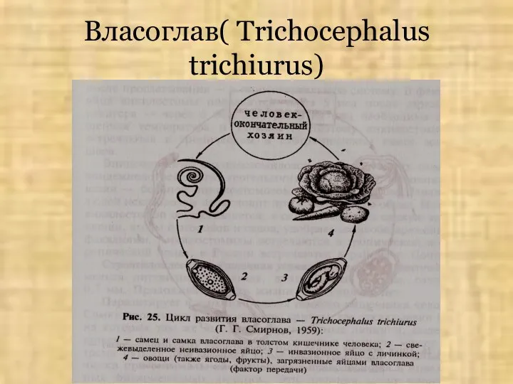 Власоглав( Trichocephalus trichiurus)